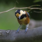 『投稿：冬支度中のヤマガラと便利なグッズ紹介【10/12追記】　2024/10/11』の画像