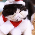 猫カフェ ねこまんまBlog