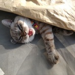 へんおじの闘病記