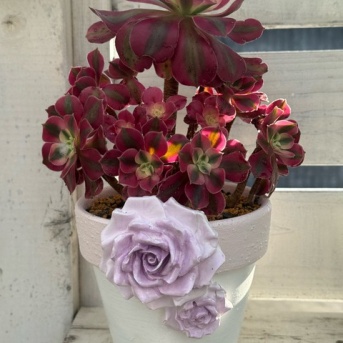 ＊赤とピンクのアエオニウムとリメ鉢