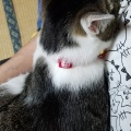 こだわりの琥珀