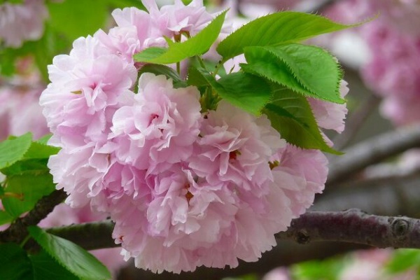 桜見物 大手毬 オオテマリ