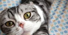 意外に大物かもしれない猫という話とイオンのフェア
