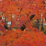 『物見山（東松山市）　２０１５秋』の画像