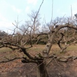 『【西三川】柿の剪定終わる』の画像