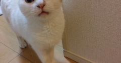 実物のﾈｺﾁｬﾝたちセカンド248