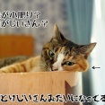こぶの正体見たり寄れた皮。