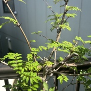 初めましての調味料&お取り寄せ♪