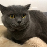 『ご挨拶 お店と関係ない世界一可愛い愛猫と趣味の紹介 神戸市 東灘区 住吉 靴修理合鍵作製時計の電池交換のお店プラスワン』の画像