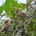 2026年9月5日の野鳥公園