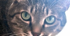 紳士猫うすお