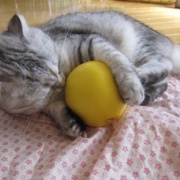 猫の意外な行動、苦手なもので遊ぶ！？