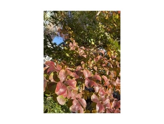 会話の間（ま）