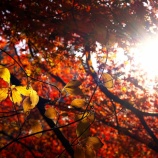 『2025 圧巻の絶景紅葉『奥津渓、奥津渓谷』① 岡山県苫田郡』の画像