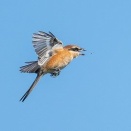 2026年10月10日の野鳥公園