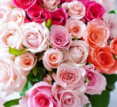 「楽天SS」気になる色々＆人生初！豪華すぎるバラの花束ーーヽ(´▽｀)/