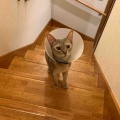 リビング集合待ちのキャリコちゃん