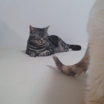 実物のﾈｺﾁｬﾝたちセカンド94