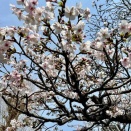 ✨🌸現在五分咲きです🌸✨