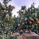 みかんを狩りに行ってみた