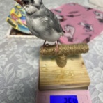 桜文鳥おぴい三昧