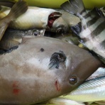 遊漁船「弁天丸」のブログです。