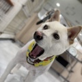 トリミングおたより