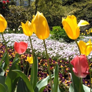 とげまめ君の元気日記（肺転移・トリプルネガティブ乳がん）