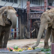 媛ちゃんの19歳のお誕生会♪ (2)