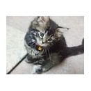 今年の夏は去年より・・・