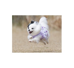 3-26-2　荒河　ルルちゃん　2歳　南あわじドッグラン飛行犬撮影所にて