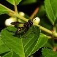 ウツギに集まる昆虫たち