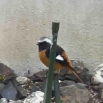 庭の生き物を愛でてます・台所で生き物を育ててます