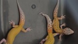 めっちょいっぱいトカゲ産まれたんだけどどうしようコレ（※画像あり）