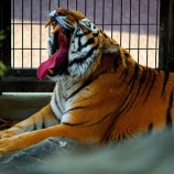 『タカオ福山動物園 (福山市立動物園 ) ❷ / 広島県福山市』の画像