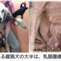 オンライン署名ご協力をお願い致します！