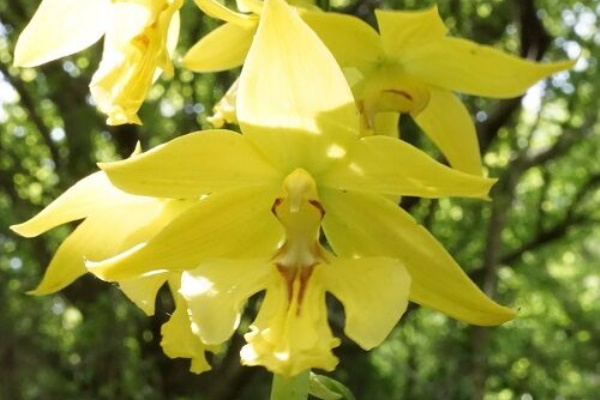 勝手に花言葉 徒然なるままに エビネ