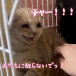 『ナデナデ♡』の画像