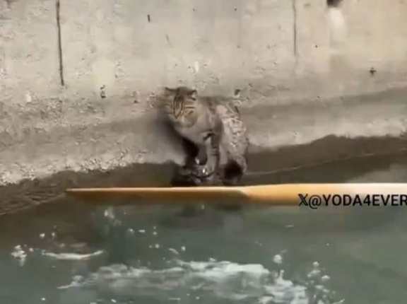 川の土手の壁から脱出できない猫を…ボートに乗った人たちがオールを重ねて救出する