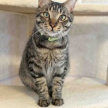 『ボランティアって何してるの?猫編🐱』の画像
