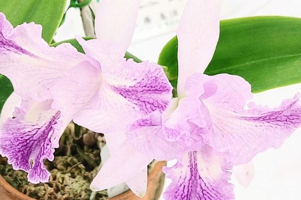 ユーフォルビア・オベサ・ドットコム - サンシャインシティ世界の蘭展