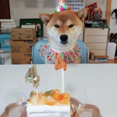 モカさん４歳誕生日