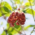 更紗満天星開花