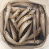 千里浜でキャンプ×釣り
