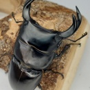 クルビデンスオオクワガタ(タイ)飼育記2024~