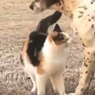 猫の動画 ねこわん！