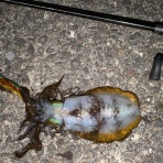 ベイト使いな日々