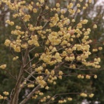 KAMONOMANIA　カモノマニア