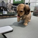 きょうのわんこ