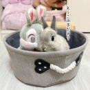 うさぎのルリ(12/22追記)